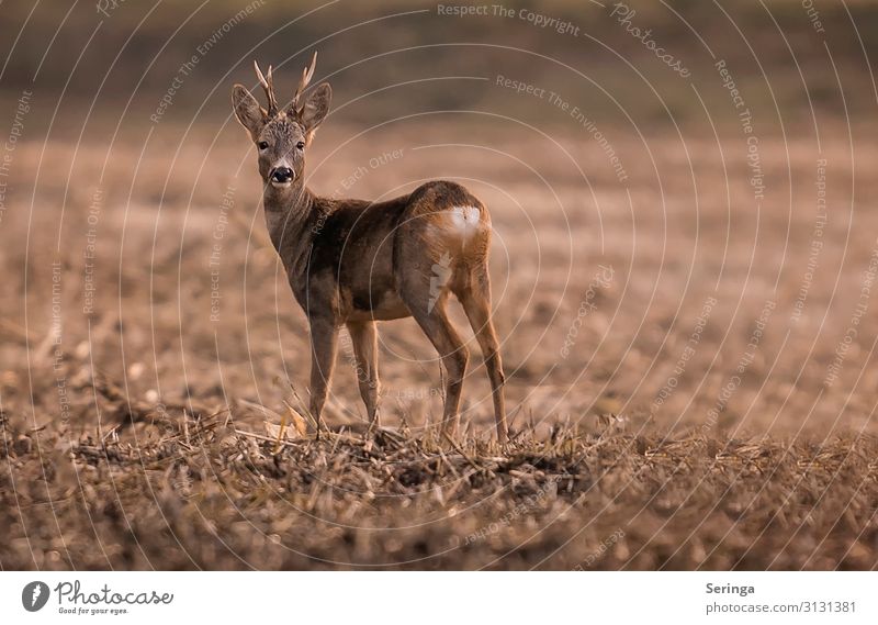 Roebuck in the evening light Environment Nature Landscape Plant Animal Sunrise Sunset Summer Autumn Field Wild animal Animal face Pelt Animal tracks 1 Looking