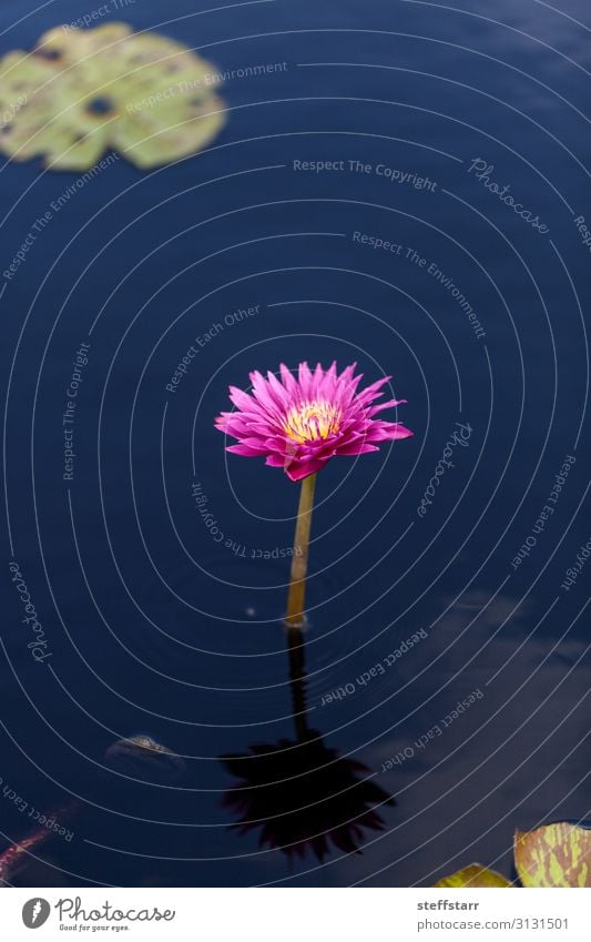 Bright pink water lily Nymphaea blooms in a pond with lily pads Nature Plant Flower Blossom Pond Green Pink Water lily pink flower firecrest aquatic flower