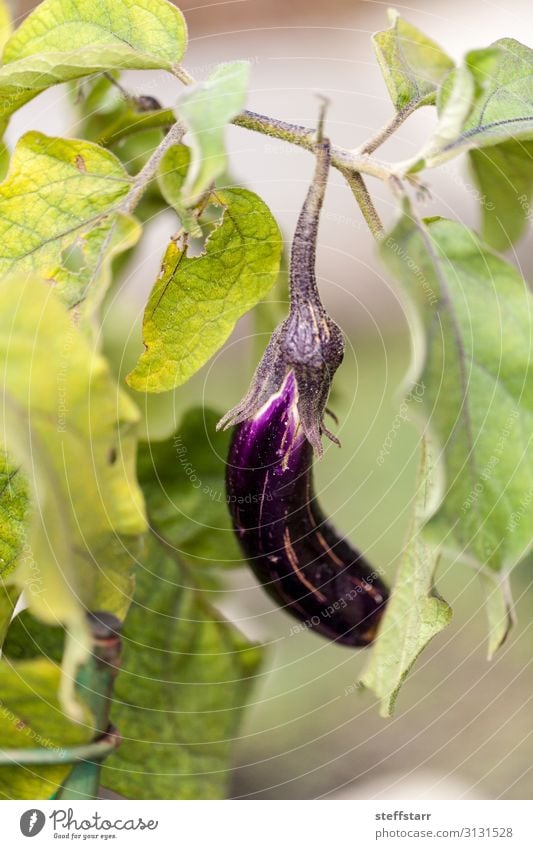 Eggplant fruit vegetable growing in a natural organic garden Food Vegetable Fruit Garden Nature Plant Agricultural crop Natural Green Violet Aubergine Organic