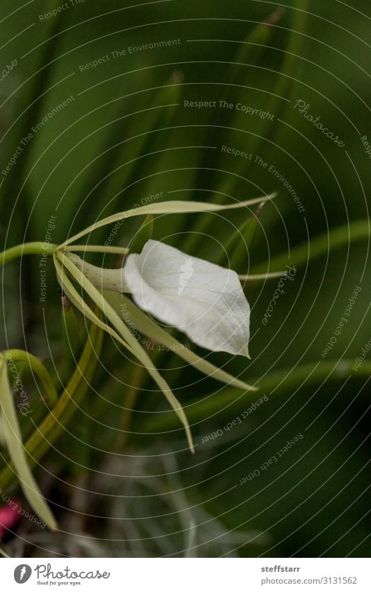 White Lady-of-the-Night Orchid Brassavola nodosa blooms Exotic Plant Flower Green lady of the night orchid white orchid white flower rare orchid delicate orchid