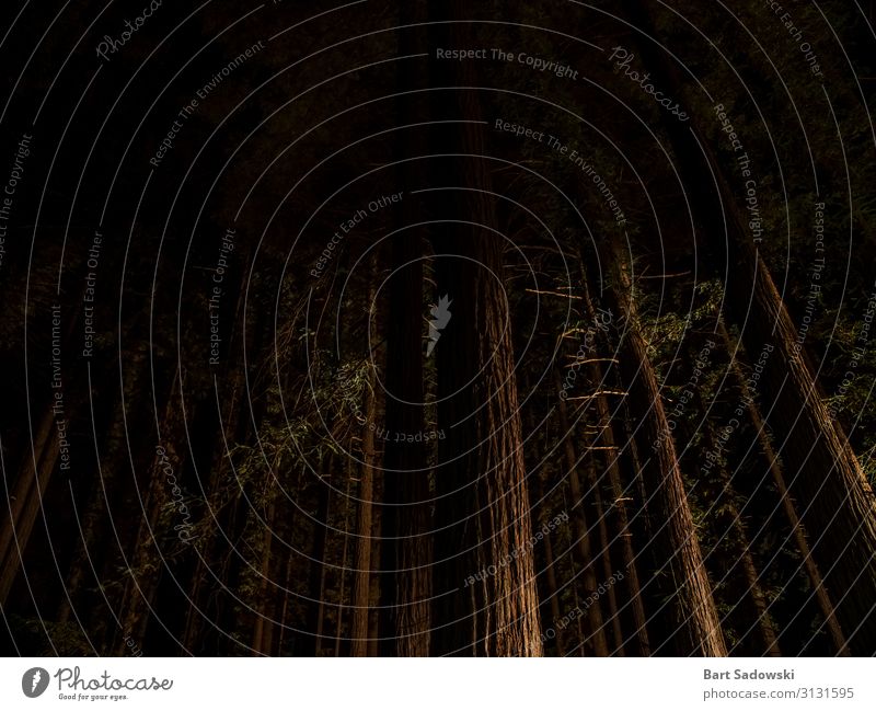 Night view of giant Sequoia trees Adventure Camping Nature Night sky Tree Forest Coast Wood Hunting Dark Large Tall Natural Wild Brown Horror Freedom Redwood