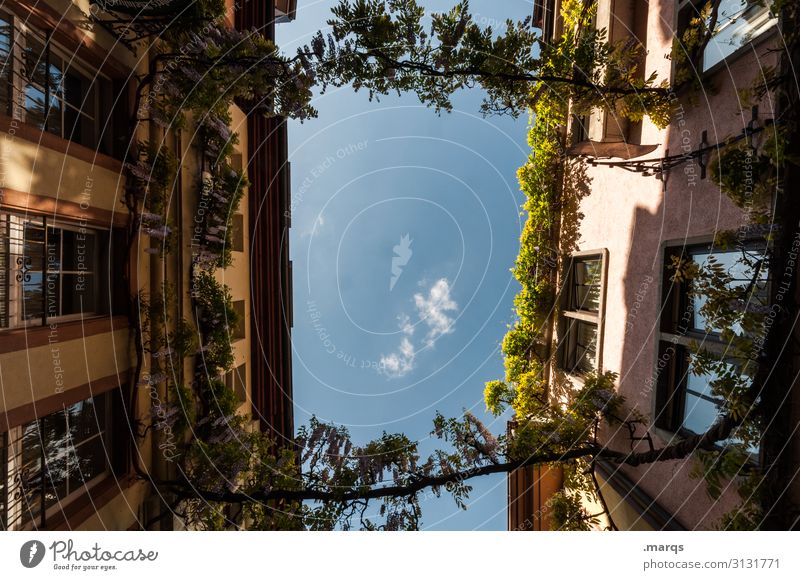 Old Town Freiburg Worm's-eye view House (Residential Structure) Facade Sky Beautiful weather Plant hang Tendril Old town Freiburg im Breisgau Alley Window