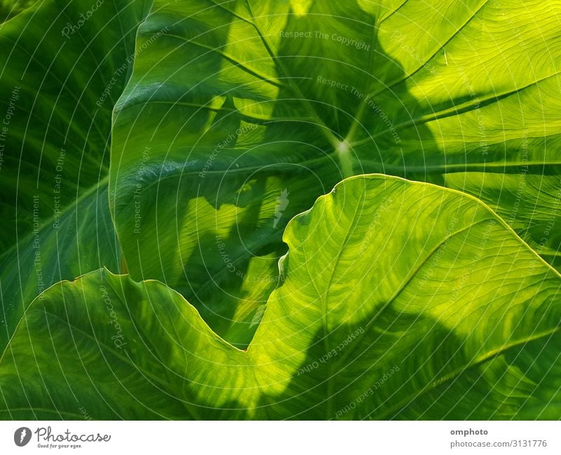 Fresh lush fern leaves as a natural pattern background wallpaper Beautiful Summer Garden Decoration Wallpaper Climbing Mountaineering Nature Plant Spring Bushes