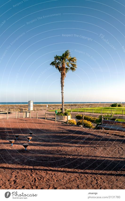 palm Vacation & Travel Far-off places Cloudless sky Palm tree Exotic already Summer Relaxation Summer vacation Tourism Beach