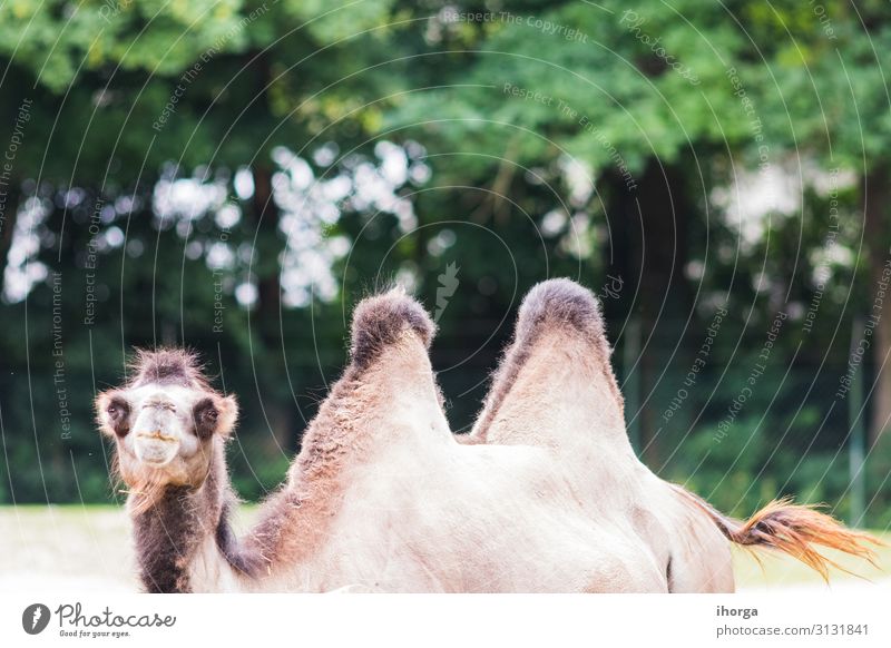 dromedary with his two humps in wild life Beautiful Life Vacation & Travel Summer Zoo Nature Landscape Animal Park Fur coat Funny Natural Cute Wild Brown Colour