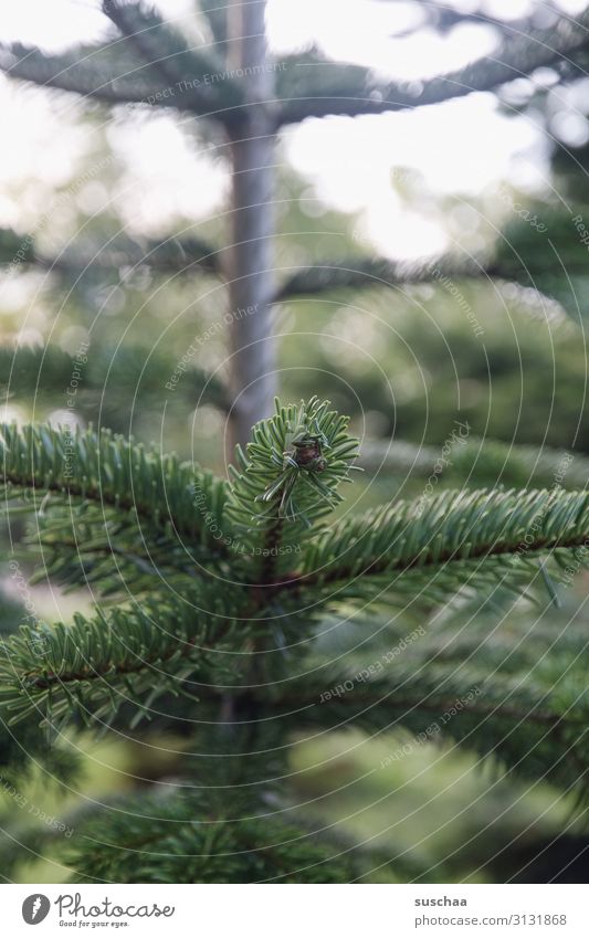 oh tannenbaum (once again) Tree Coniferous trees fir tree Christmas tree Christmas & Advent Fir branch Fir needle Embellish Family party Nature Exterior shot