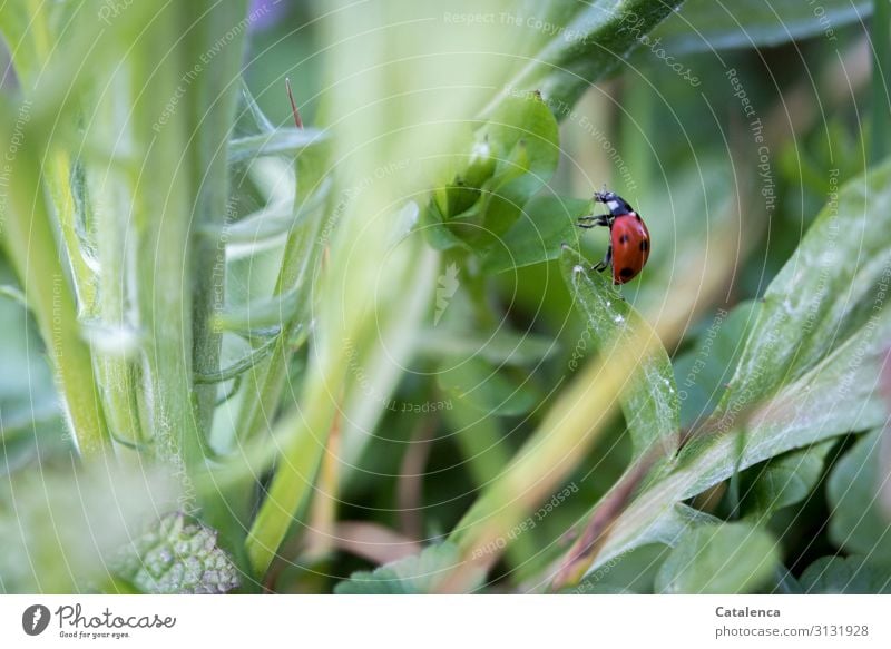 Ladybug crawls from one leaf to the next Red White daylight Garden Crawl Ladybird Insect Beetle Animal fauna flora Nature Meadow Grass Plant Leaf Dandelion