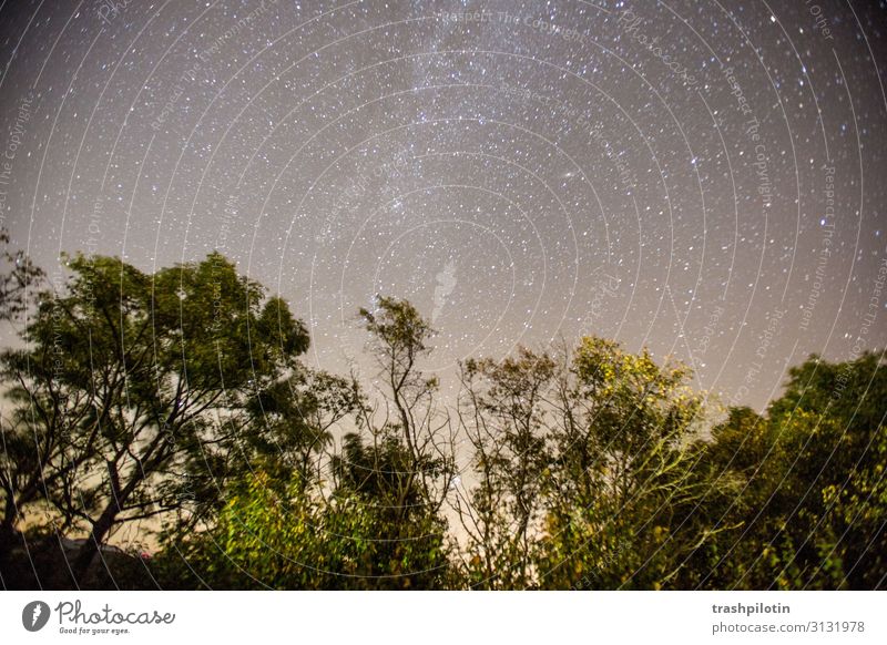 night sky Environment Nature Landscape Plant Elements Air Earth Sky Stars Tree Contentment Milky way Long exposure Colour photo Exterior shot Night