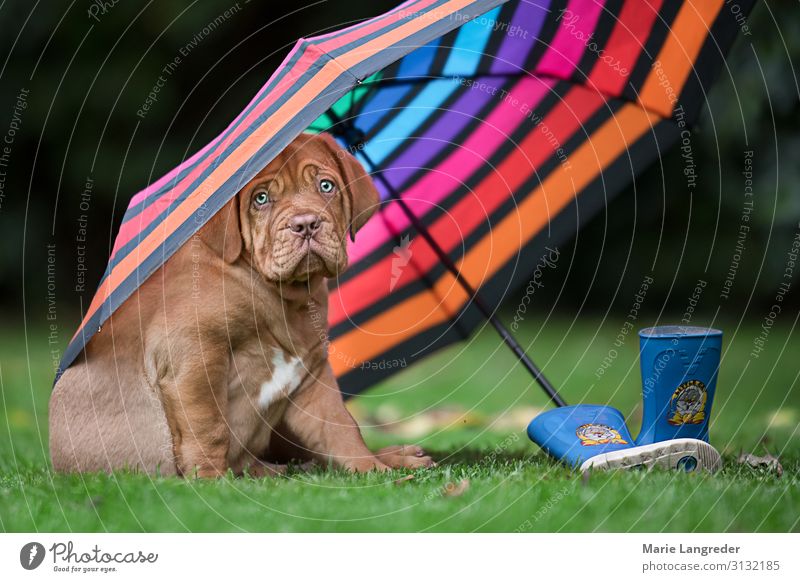 dog weather Spring Autumn Bad weather Wind Rain Animal Pet Dog Puppy 1 Umbrella Rubber boots Wet Cute Multicoloured Joie de vivre (Vitality) Love of animals