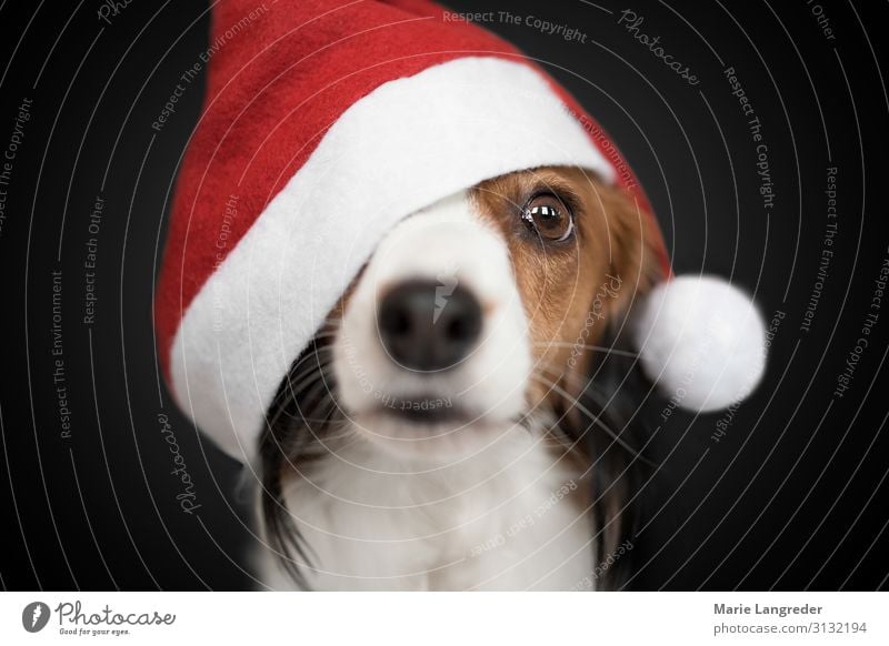 Christmas dog Christmas & Advent Animal Pet Dog 1 Red Black Love of animals Desire Colour photo Interior shot Studio shot Close-up Copy Space top