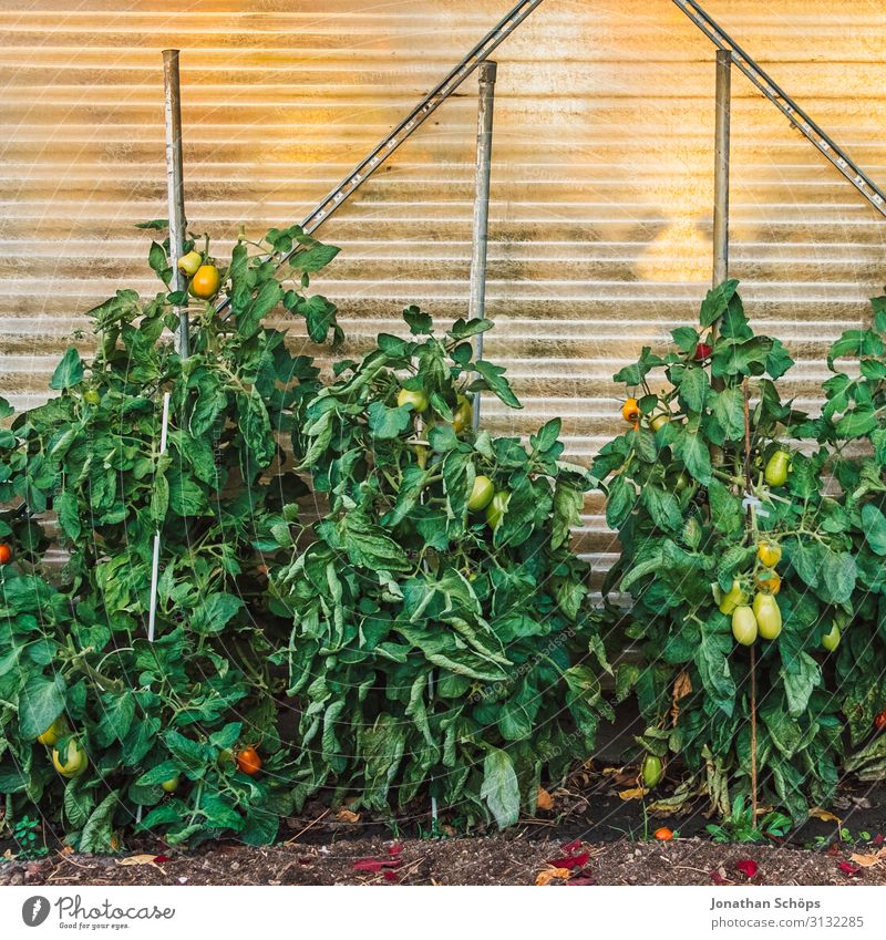 Tomato plants in a garden greenhouse Autumn Multicoloured Garden Gardening Green Greenhouse Growth Solanaceae Exterior shot plant bed Copy Space top Day