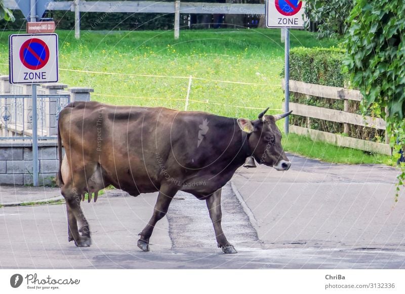 Do not park here Nature Animal Oberstdorf Village Transport Traffic infrastructure Street Cow Pet Farm animal 1 Sign Signs and labeling Signage Warning sign