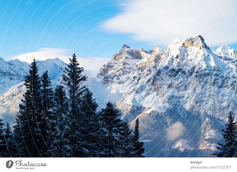 alpine world Nature Landscape Sky Clouds Winter Climate change Beautiful weather Tree Fir tree Alps Mountain Peak Snowcapped peak Authentic Tall Cold Natural