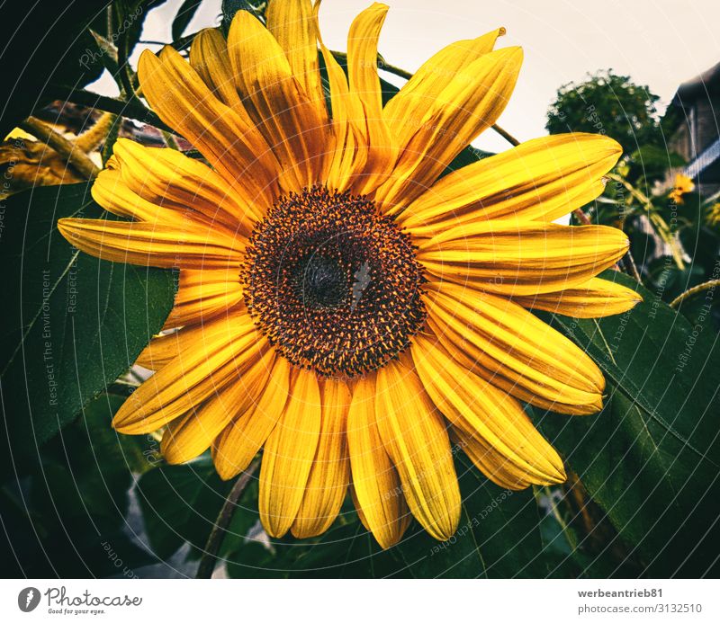 Last sunflower in autumn Style Design Beautiful Summer Garden Wedding Birthday Nature Plant Flower Blossom Love Fresh Natural Romance Purity Sunflower Floral