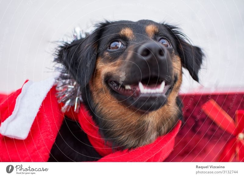 Christmas dog Winter Snow Animal Pet Dog 1 Movement Happiness Cute Red Black White "dog christmas santa claus gifts merry christmas bernese puppy canine