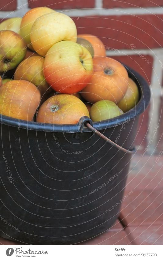 apple harvest apples Apple harvest Garden fruit Windfall fruit harvest Supply Nutrition organic Juicy Simple Organic salubriously Fresh Delicious Mature cute