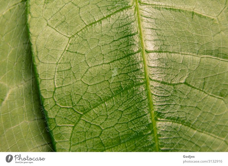 Macro image of a plant leaf Nature Plant Leaf Foliage plant Pot plant Observe Growth Glittering Juicy Green pretty Authentic Stagnating Environment Rachis