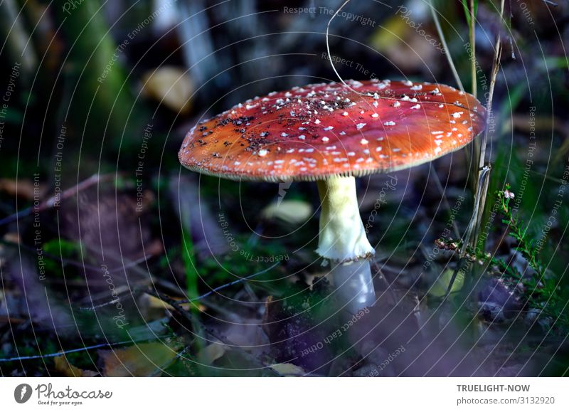 fly agaric Nature Plant Earth Amanita mushroom Forest Sign Esthetic Dark Happiness Fresh Near Natural Round Strong Green Violet Red Black White Emotions Joy