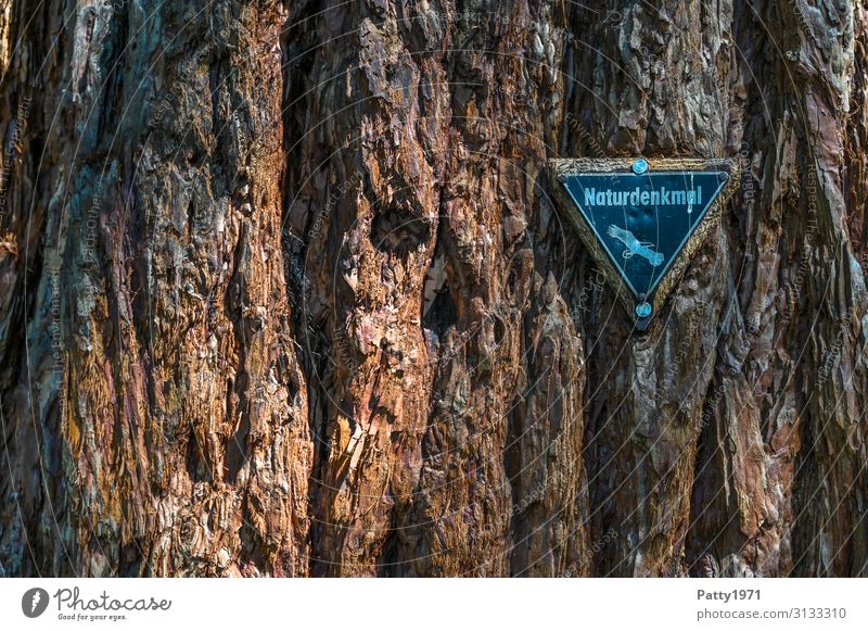 Natural monument plaque on a sequoia tree Tree Exotic Redwood Sequoiadendron giganteum Tree bark Structures and shapes Signs and labeling natural monument Old