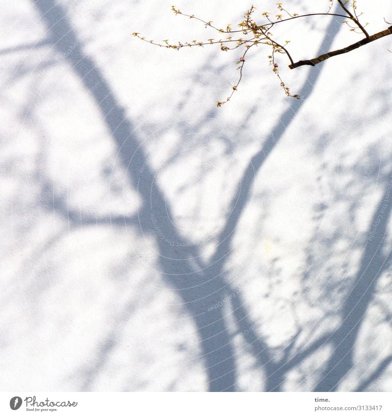 Dance partner Opposite Thin Shadow Wall (barrier) in common at the same time urban Facade House (Residential Structure) shady vegetation Sunlight structure