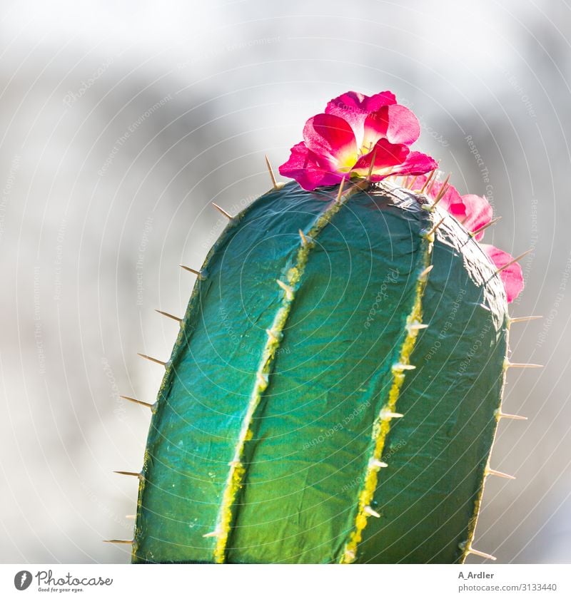 Cactus with blossom, feel for it. Exotic Joy Feasts & Celebrations Carnival Fairs & Carnivals Art Work of art Event Party Plant Hat Exceptional Thorny Yellow