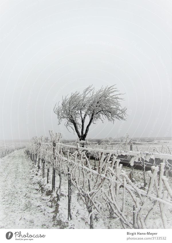 hoar frost Winter Nature Landscape Climate Weather Bad weather Tree Vineyard Field Deserted Freeze Sadness Dark Cold Gray White Loneliness Distress Services