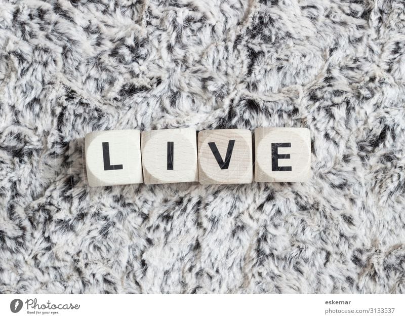 live Pelt Characters Authentic Black White Live Word Letters (alphabet) Text writing lettering Language Black & white photo Subdued colour Interior shot