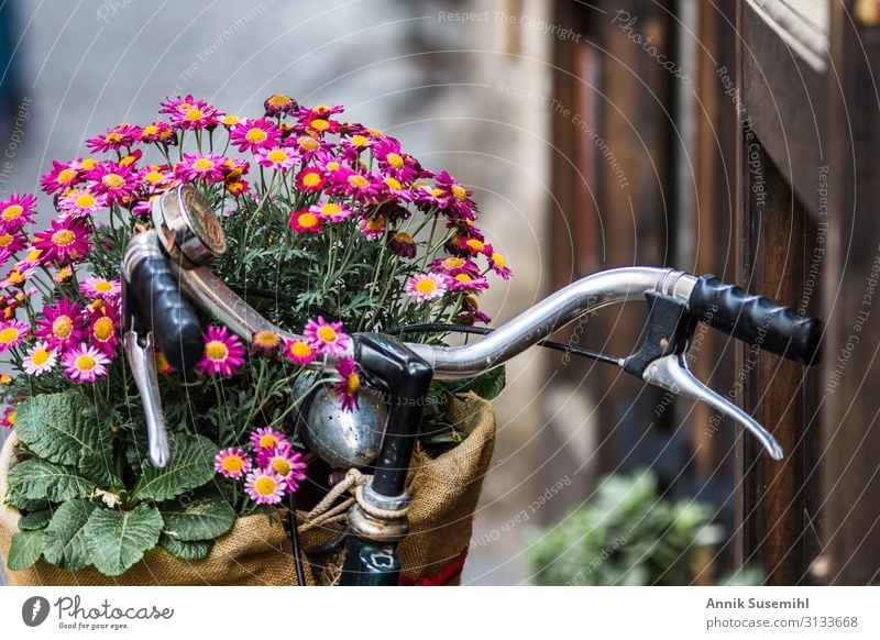 Pink margarites in a brown wicker basket on a bicycle. Bicycle Decoration Bouquet Kitsch Odds and ends Flower Marguerite Bright architecture eternal city Italy