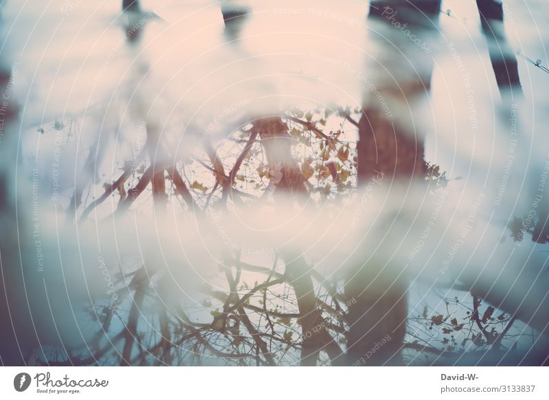 Trees are reflected in the water huts reflection Water Lake Puddle leaves branches Branches and twigs mirror Meditative Past melancholically Decline Nature