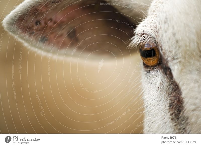 peephole Farm animal Sheep Eyes Ear 1 Animal Natural Brown White Serene Calm Identity Uniqueness Nature Colour photo Exterior shot Close-up Detail Deserted