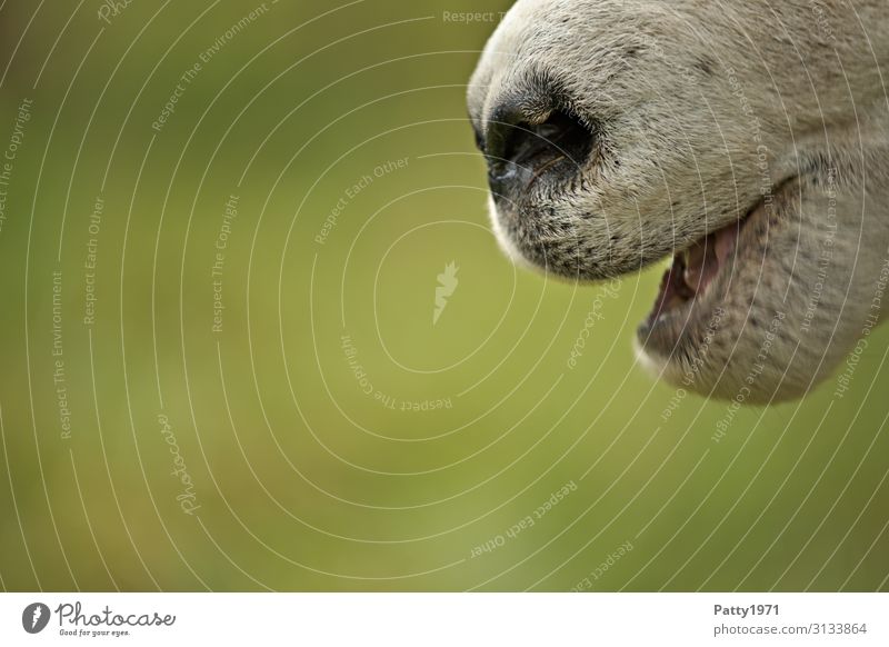 sheep's nose Farm animal Sheep Muzzle Nose 1 Animal Smiling To talk Natural Uniqueness Nature Colour photo Exterior shot Close-up Detail Copy Space left