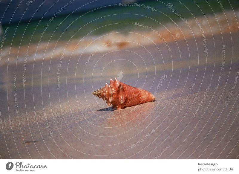 seashell Mussel Beach Ocean Water Sand