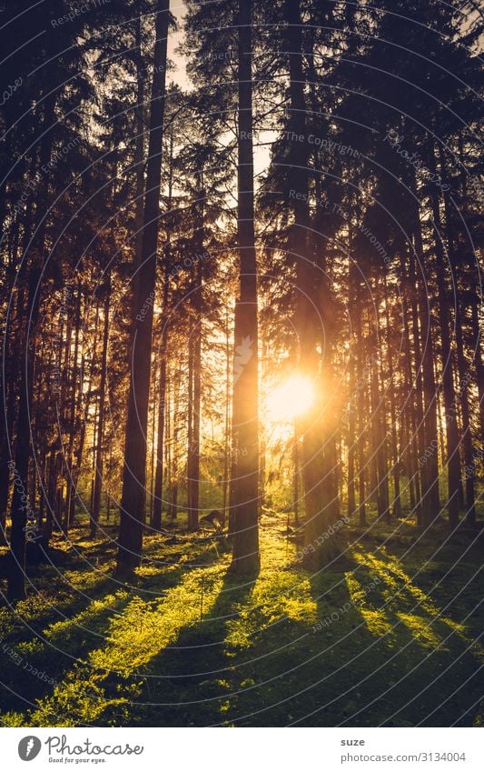 Evening sun in the forest of Sweden Forest vacation Hiking Freedom Environment Nature Green Coniferous forest pines Climate Healthy Enchanted forest Mysterious