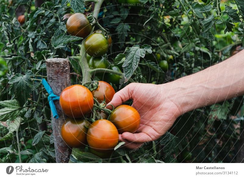 Man's hand picking ripe kumato tomatoes in the orchard. Vegetable Vegetarian diet Lifestyle Wellness Summer Gardening Adults Hand Group Nature Plant Flower Leaf