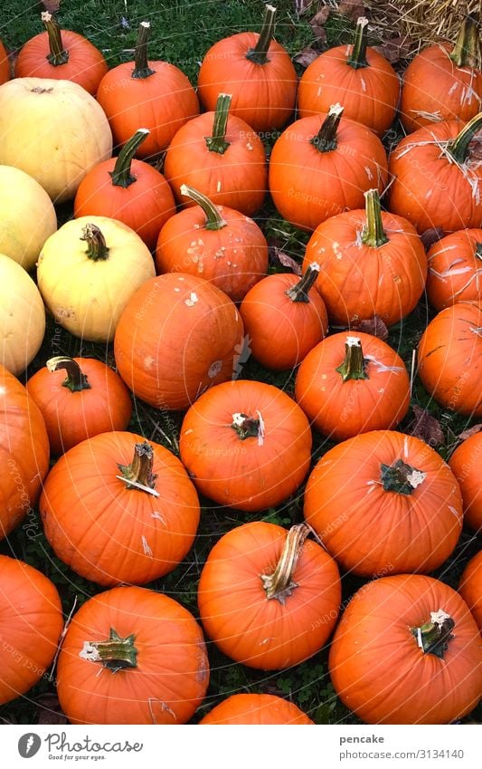 biological | dynamic pumpkins Orange Yellow Many fruit biologically dynamic organic biodynamic salubriously Nutrition Food Organic produce Vegetarian diet Fresh