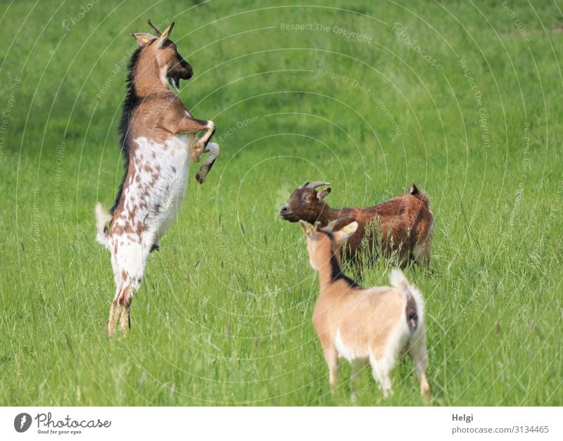 Billy goat posing in front of two amazed goats on a meadow Environment Nature Plant Animal Summer Beautiful weather Grass Meadow Pet Farm animal Goats 3