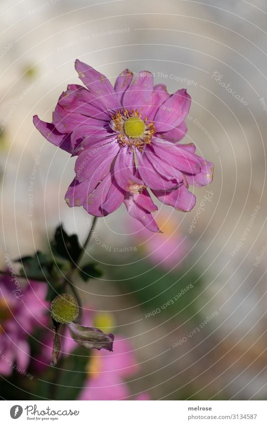 Pink flower Elegant Style Nature Summer Beautiful weather Plant Flower Bushes Leaf Blossom Wild plant Anemone Bulb flowers flowering plants Park Perspective