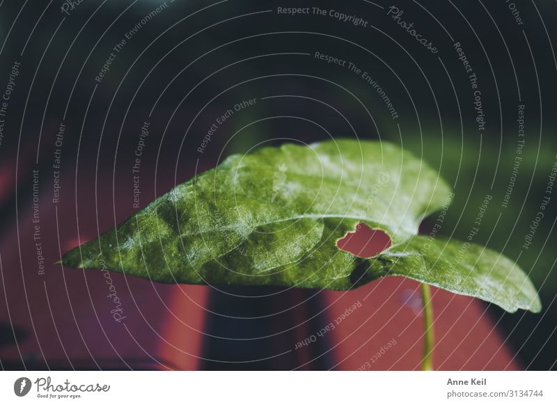 The leaf Environment Landscape Plant Animal Leaf Wild plant Meadow Green Red Colour photo Exterior shot Day Sunlight Shallow depth of field Bird's-eye view