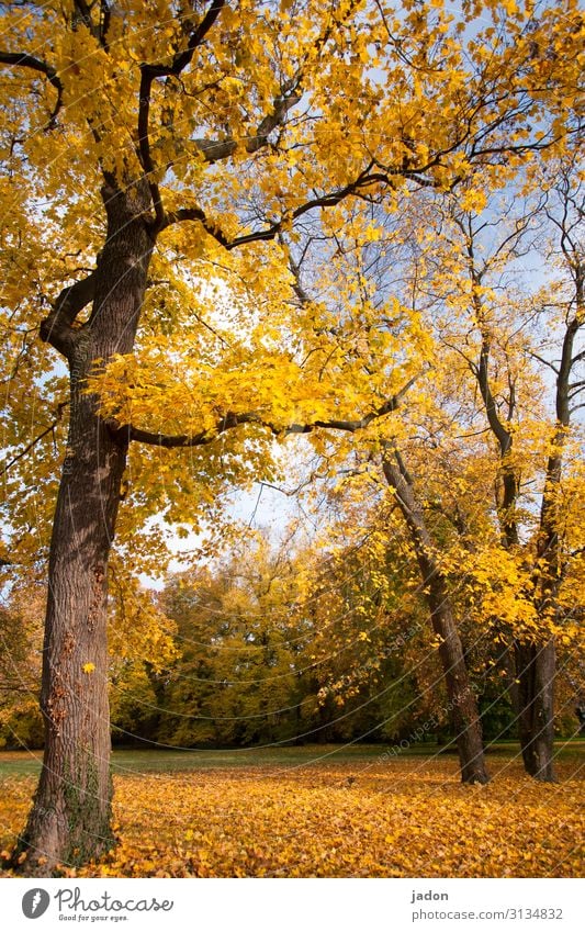 goldner herbst. Thanksgiving Painting and drawing (object) Environment Nature Landscape Plant Sky Sunlight Autumn Tree Grass Park Blue Multicoloured Yellow