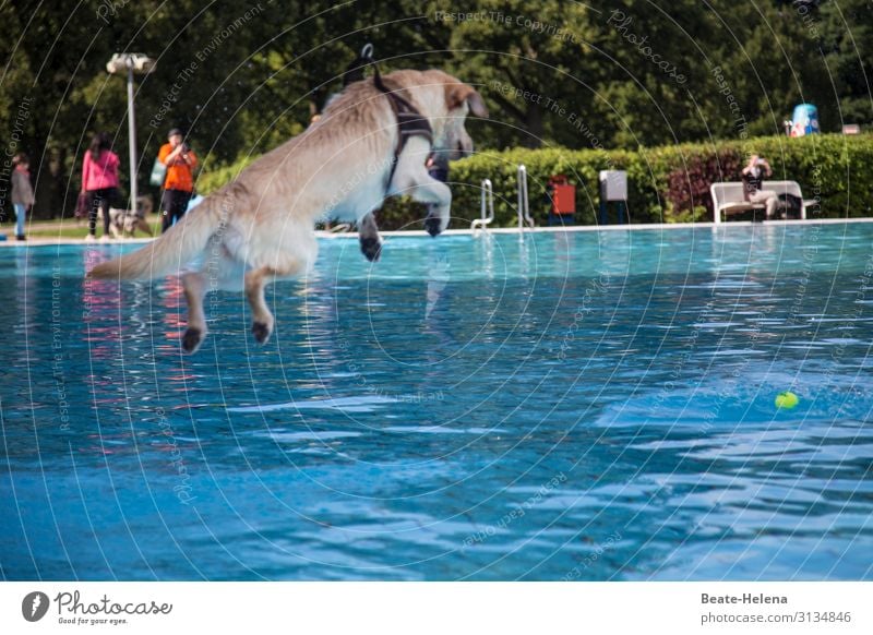 Dog's life: Bathing fun Swimming pool Swimming & Bathing Vacation & Travel Trip Air Water Sun Sunlight Animal Breathe Movement Relaxation Fitness To enjoy