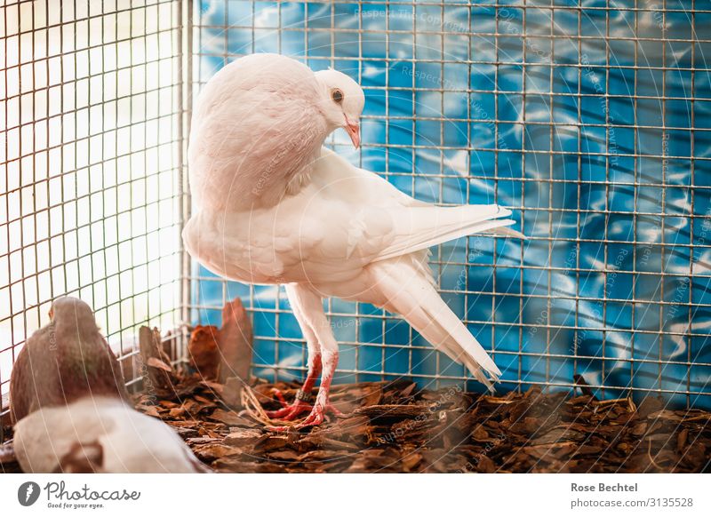 Wedding pigeon in a cage Animal Farm animal Bird Pigeon 1 Wait White Decadence cage posture Homing pigeon wedding dove overbred animal suffering Colour photo