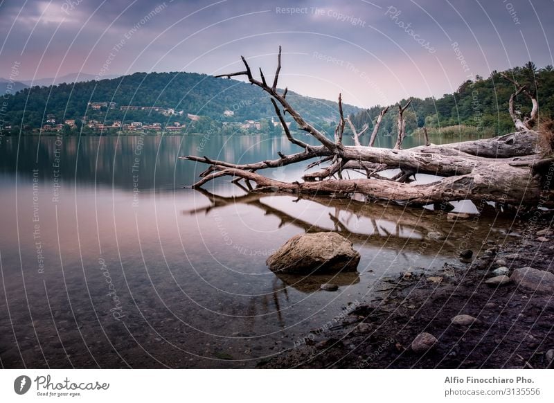 Dead Trees Over Calm Lake Beautiful Vacation & Travel Tourism Summer Ocean Winter Mirror Environment Nature Landscape Plant Sky Clouds Horizon Park Forest River