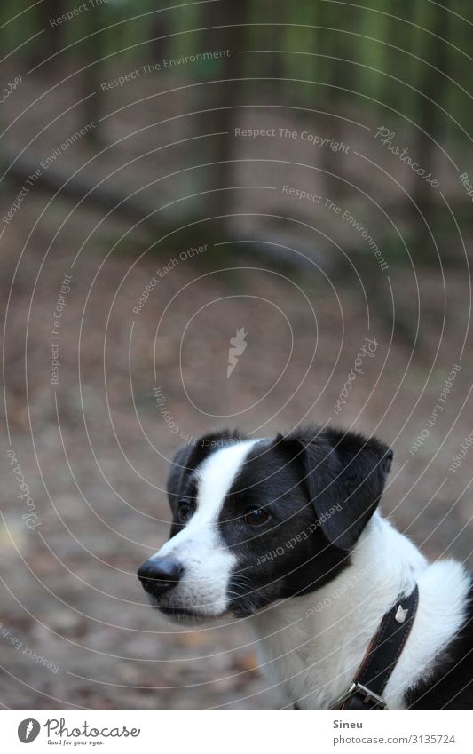 Dog in the forest Nature Autumn Tree Forest Animal Pet Animal face 1 Observe Hunting Looking Curiosity Brown Green Black White Attentive Watchfulness