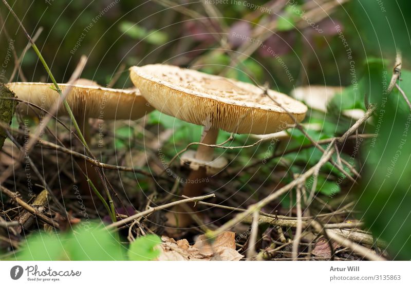 blenny leaf fungus Mushroom Nature Plant Eating Growth Hiking Discover Threat Healthy Colour photo Exterior shot Close-up Detail Macro (Extreme close-up)