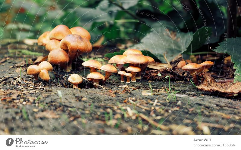 Mushroom colony on tree stump Environment Nature Landscape Plant Earth Autumn Tree Leaf Garden Park Meadow Forest Wood Select Eating Hiking Brown Green