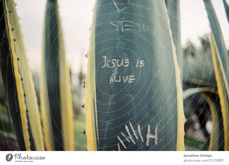 Jesus is alive Resurrection Christ Easter Cactus Garden Gethsemane Mount of olives West Jerusalem Israel Analog Retro vintage scratched Day writing Belief