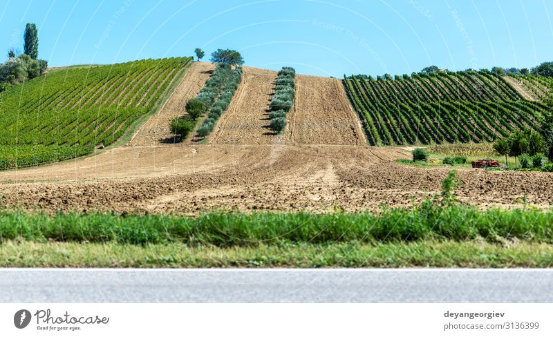 Olive trees in rows and vineyards in Italy. Olive and wine farm. Vacation & Travel Tourism Summer Garden Nature Landscape Plant Sky Tree Hill Green Vineyard