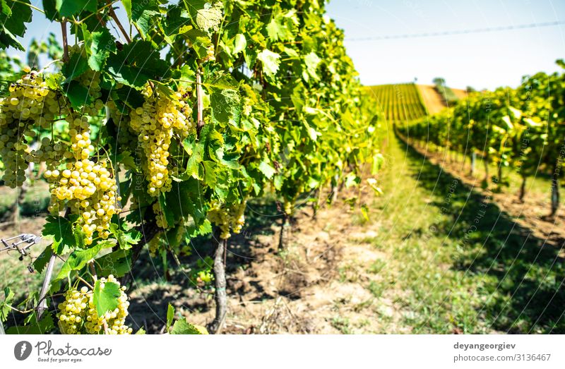 White grape vineyards in Italy. Italian winery. Summer Nature Landscape Plant Leaf Natural Green Perspective Vineyard Bunch of grapes Winery Tuscany country