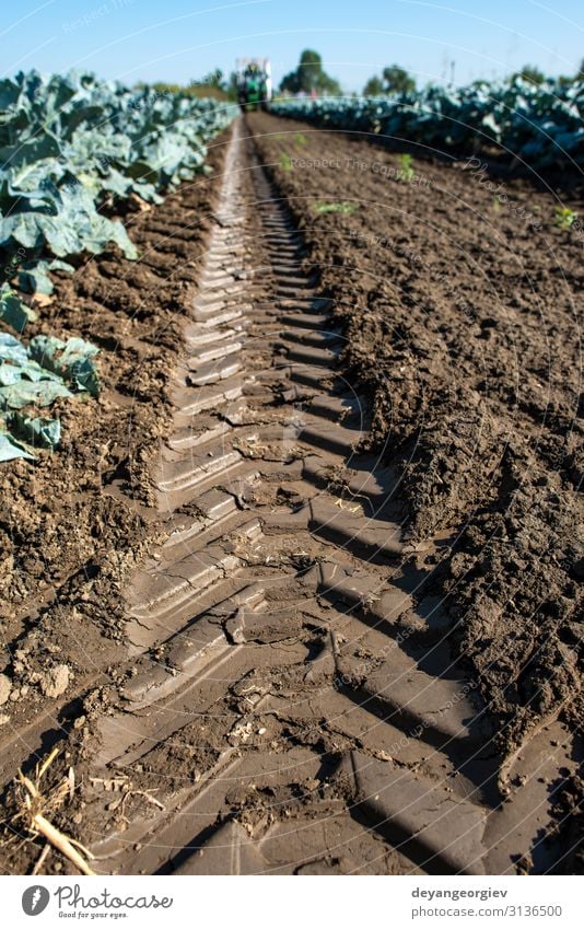 Tractor in broccoli farmland. Big broccoli plantation. Vegetable Vegetarian diet Healthy Eating Work and employment Gardening Plant Growth Green Broccoli