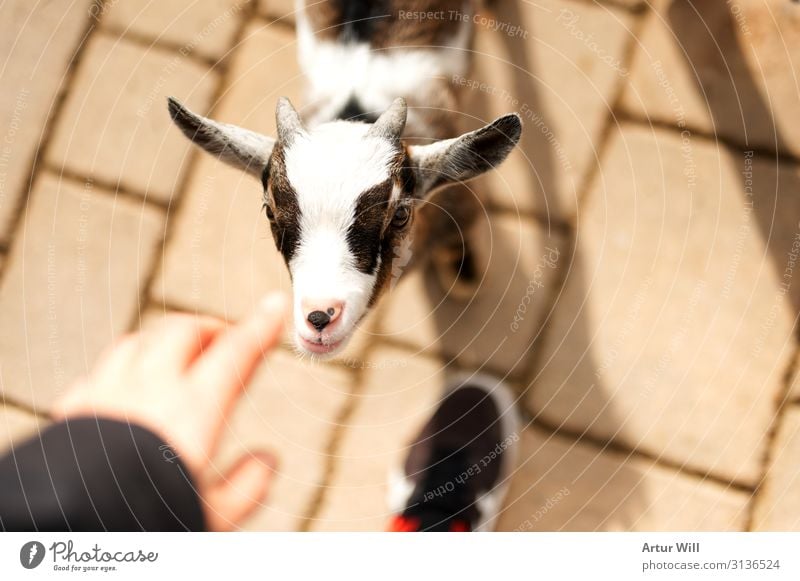 kid Animal Farm animal Animal face Zoo Petting zoo Kid (Goat) 1 Baby animal Touch Feeding Brown White Joy Enthusiasm Trust Caress Colour photo Exterior shot